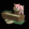 pig_eating_md_blk.gif